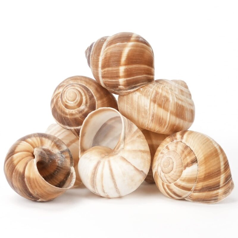 Tania Empty Snail Shells